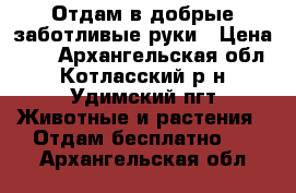 Отдам в добрые заботливые руки › Цена ­ 1 - Архангельская обл., Котласский р-н, Удимский пгт Животные и растения » Отдам бесплатно   . Архангельская обл.